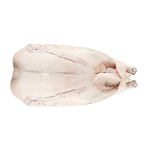 Pato